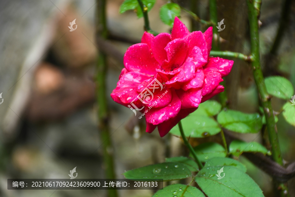 月季