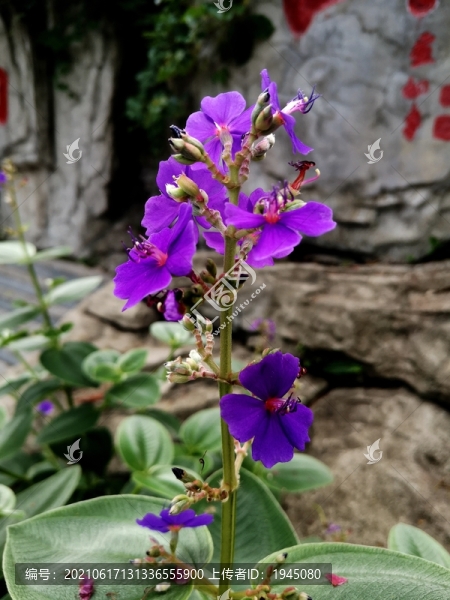 銀毛野牡丹