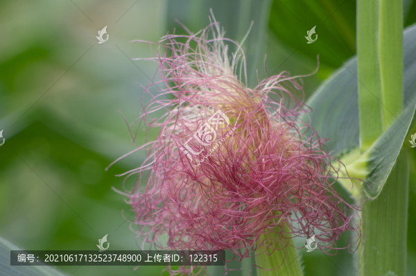 玉米紅纓
