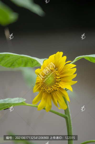 葵花種植