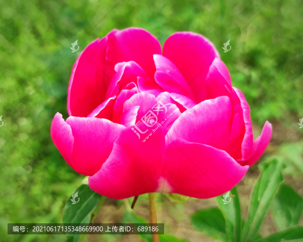 牡丹花