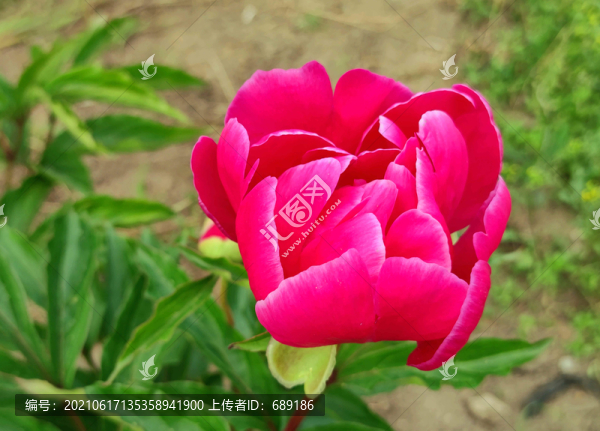 牡丹花