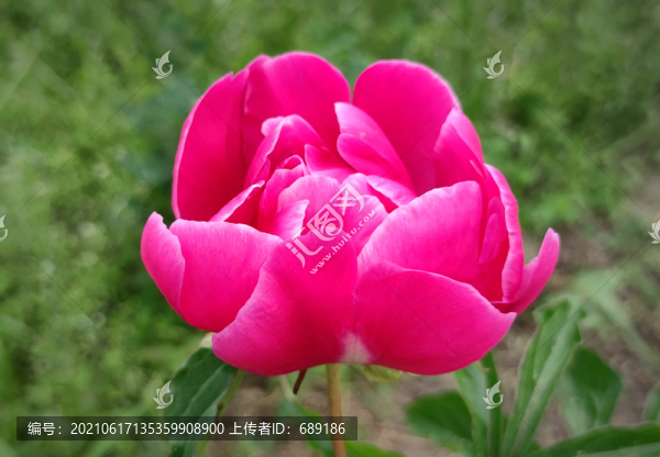 牡丹花