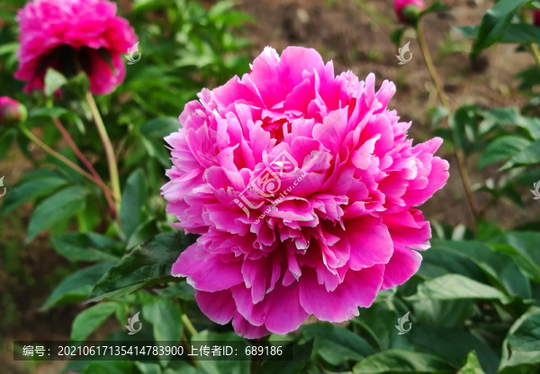 牡丹花