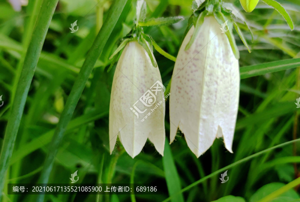 吊鐘花