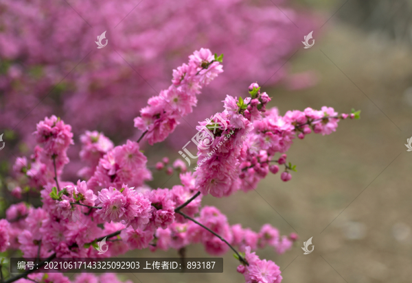 春天的花朵
