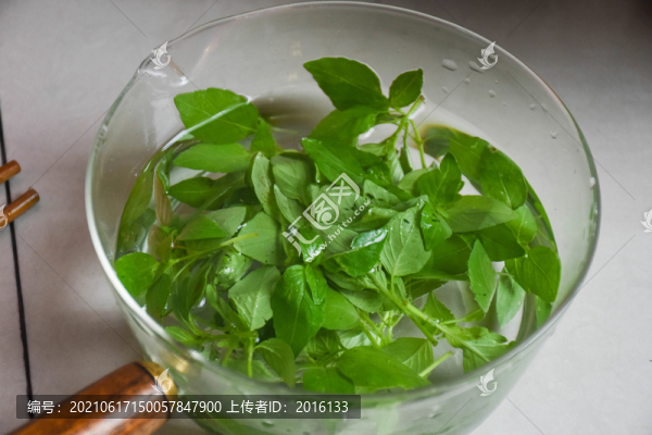 荊芥