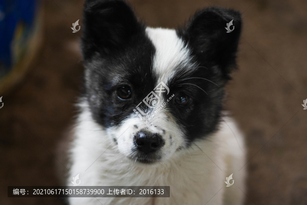 狗