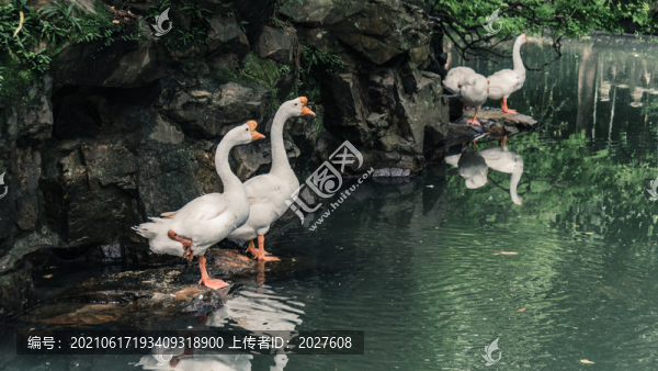 蘭亭景區(qū)鵝池