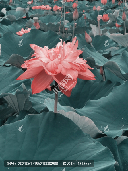 荷花
