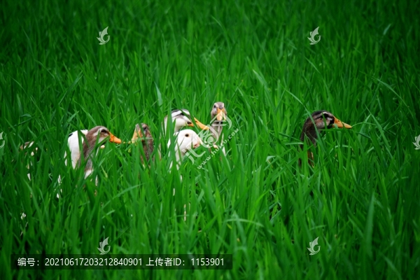 秧田