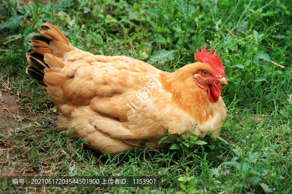 散養(yǎng)母雞