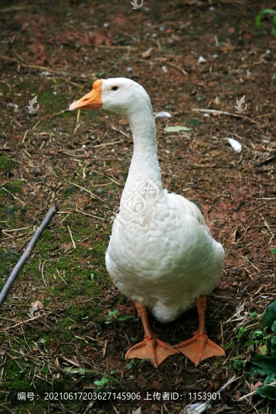 白鵝