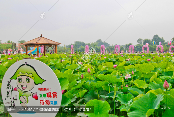雙流區(qū)黃水楊公荷花小鎮(zhèn)