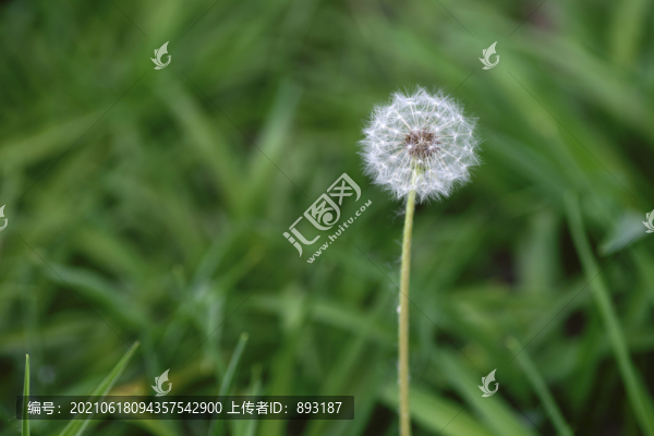 綠草背景上的蒲公英