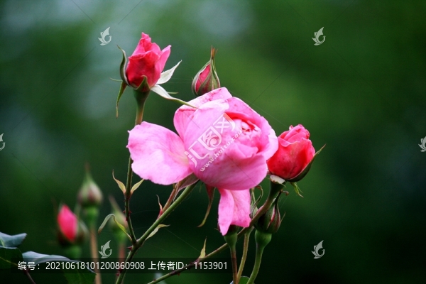 月季花