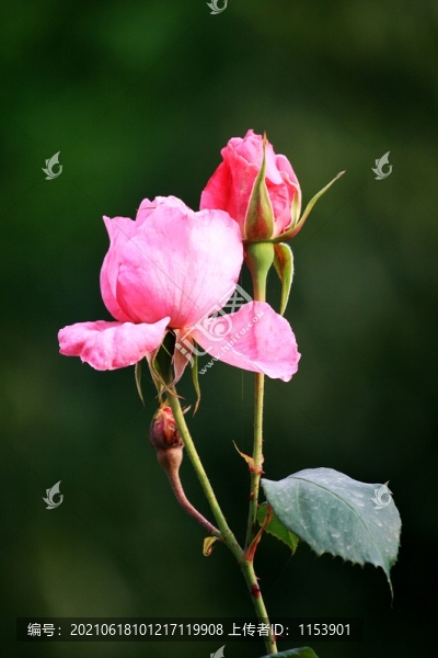 月季花