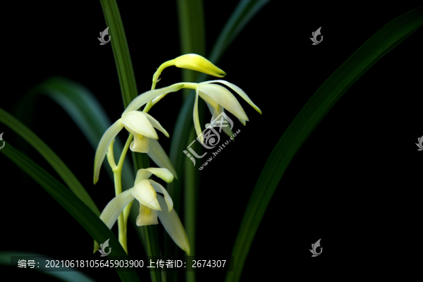 蘭花龍巖素