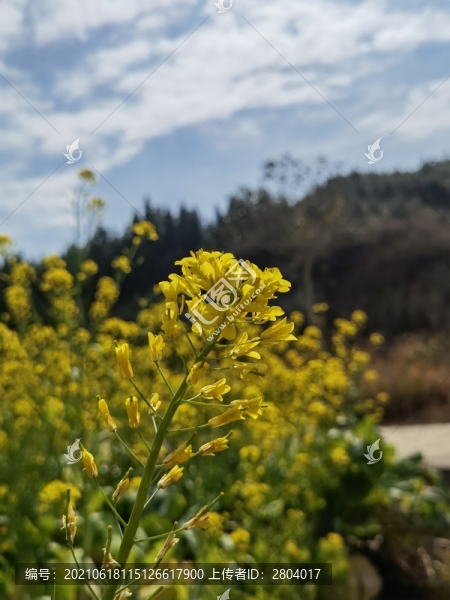 鄉(xiāng)間田野油菜花