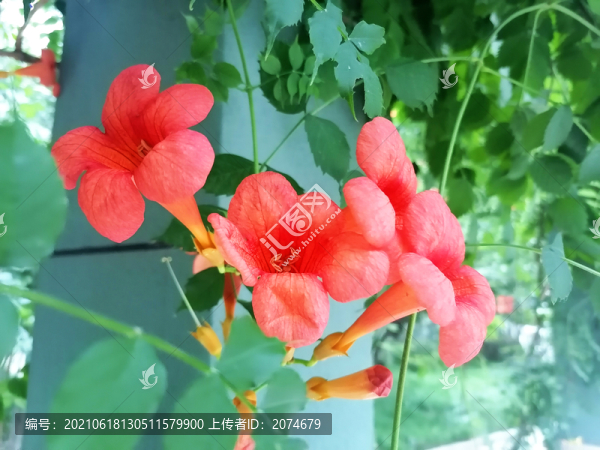 凌霄花