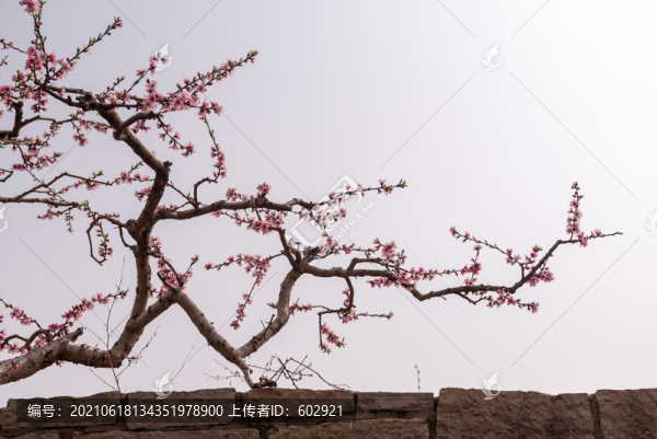 桃樹枝
