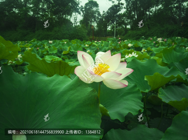 七月荷花
