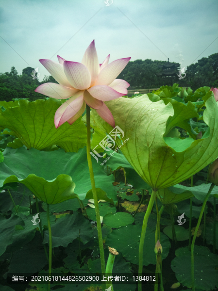 七月荷花
