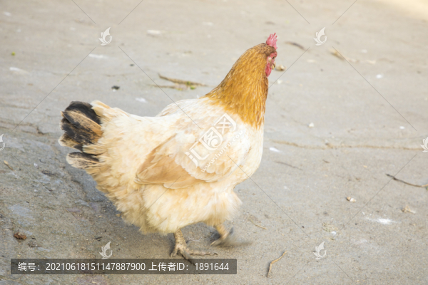 老母雞