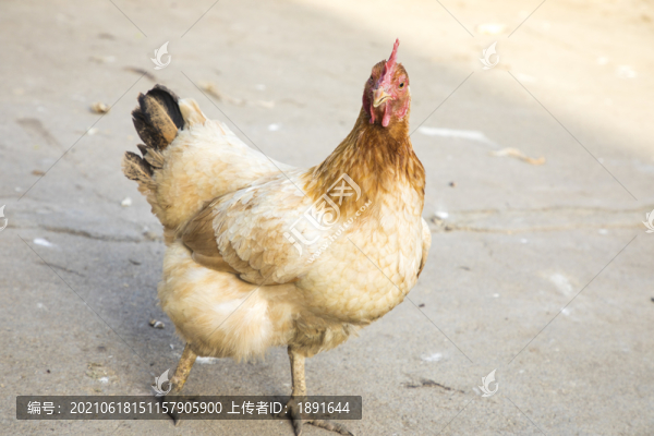 母雞
