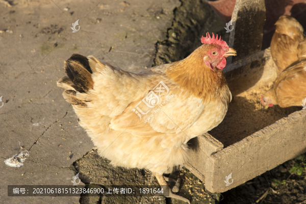 老母雞