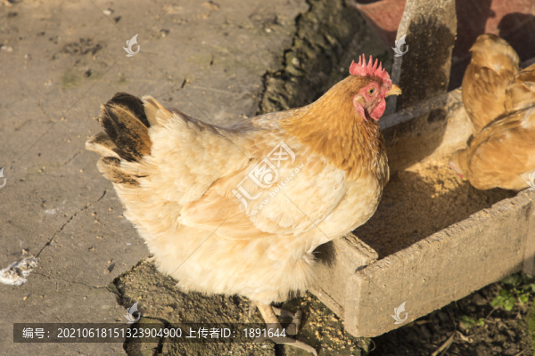 老母雞