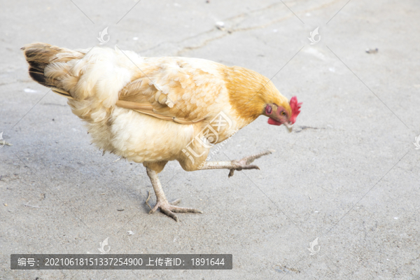 農(nóng)村土雞