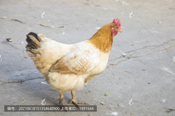 農(nóng)家土雞