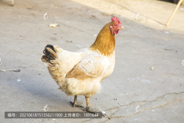 農(nóng)家土雞