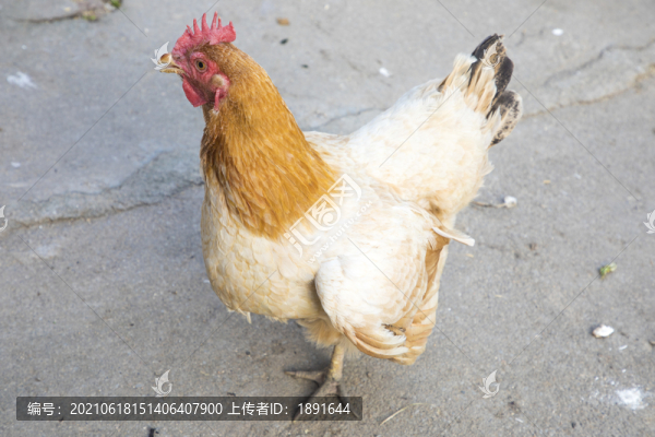 老母雞