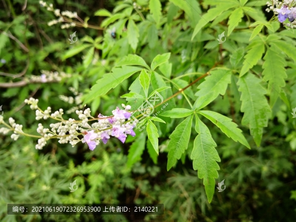 荊條