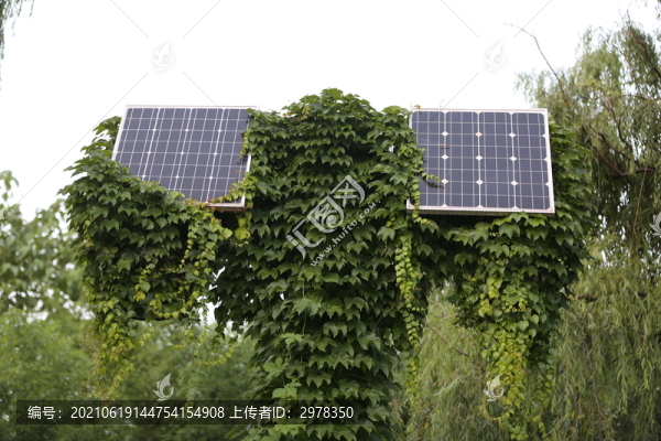 爬滿爬山虎的太陽能路燈