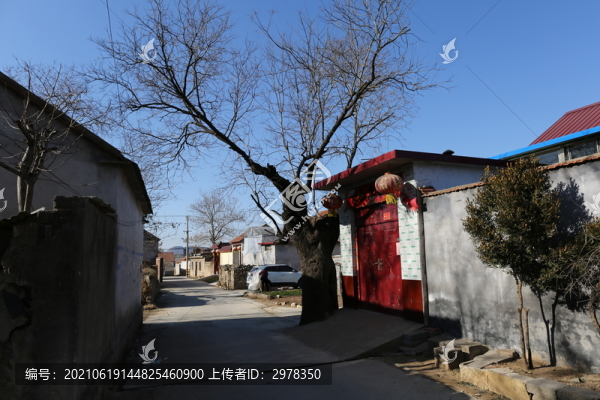 沂水縣六百歲一級保護國槐