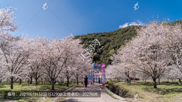 明媚櫻花林