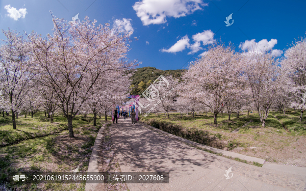 明媚櫻花林