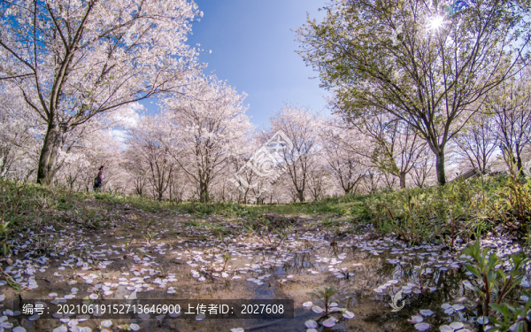 明媚櫻花林