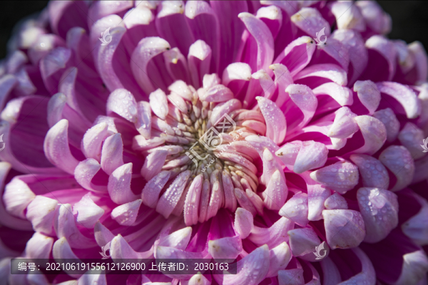 菊花特寫