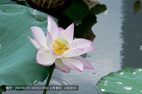荷塘荷花夏日蓮花盛開
