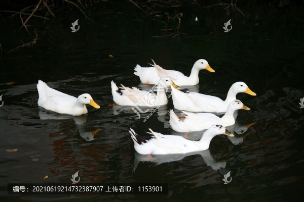 土鴨
