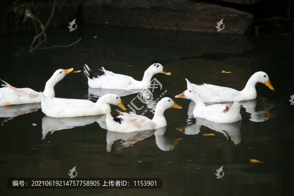 土鴨