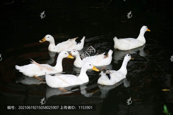 農(nóng)家土鴨