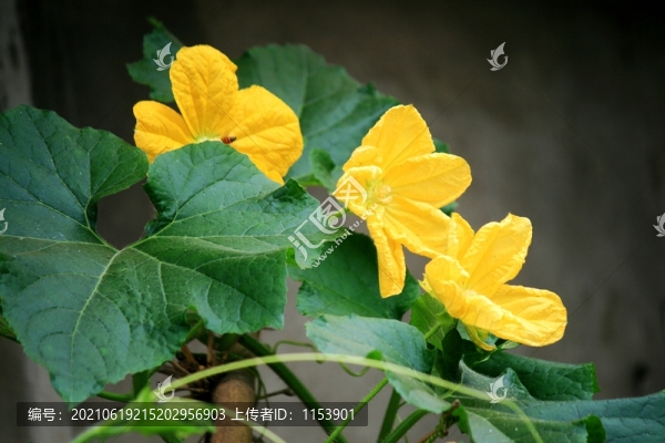 冬瓜花