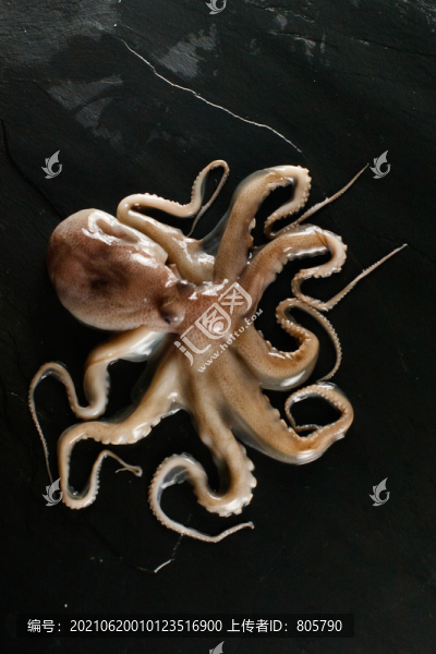 八爪魚