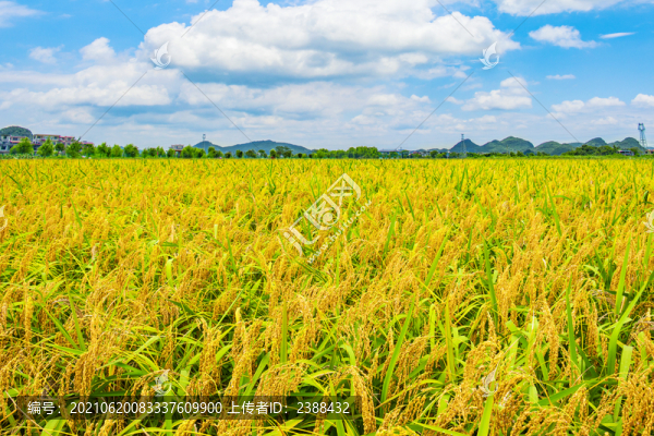 稻田