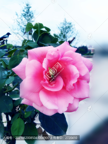 月季花